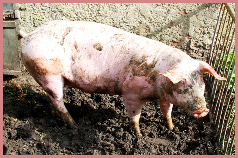 Tierpuzzle Bauernhof