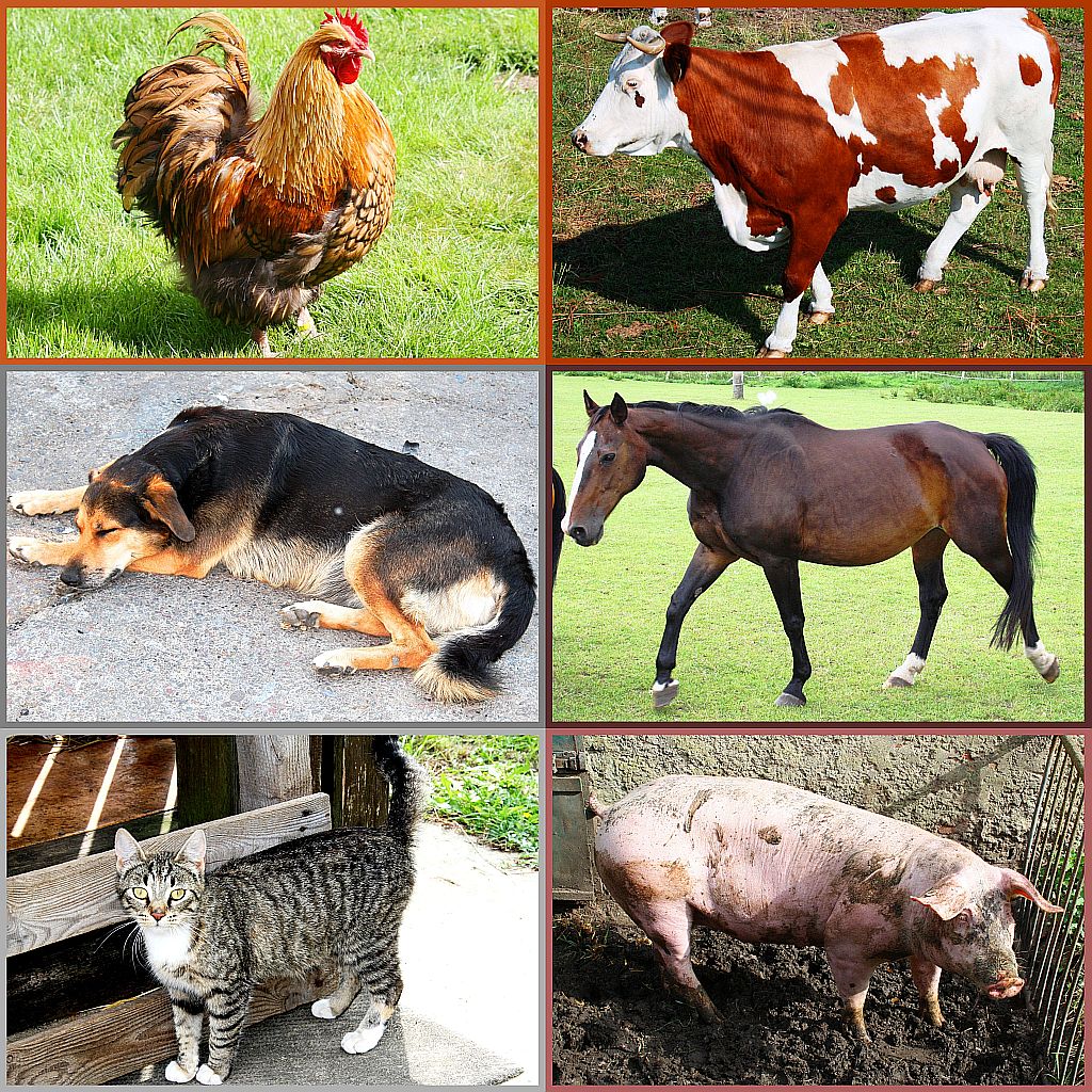 Tierpuzzle Bauernhof